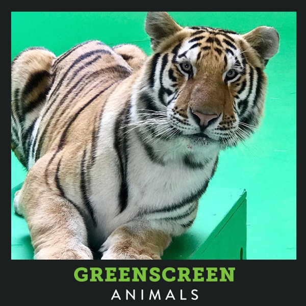 GREENSCREEN ANIMALS